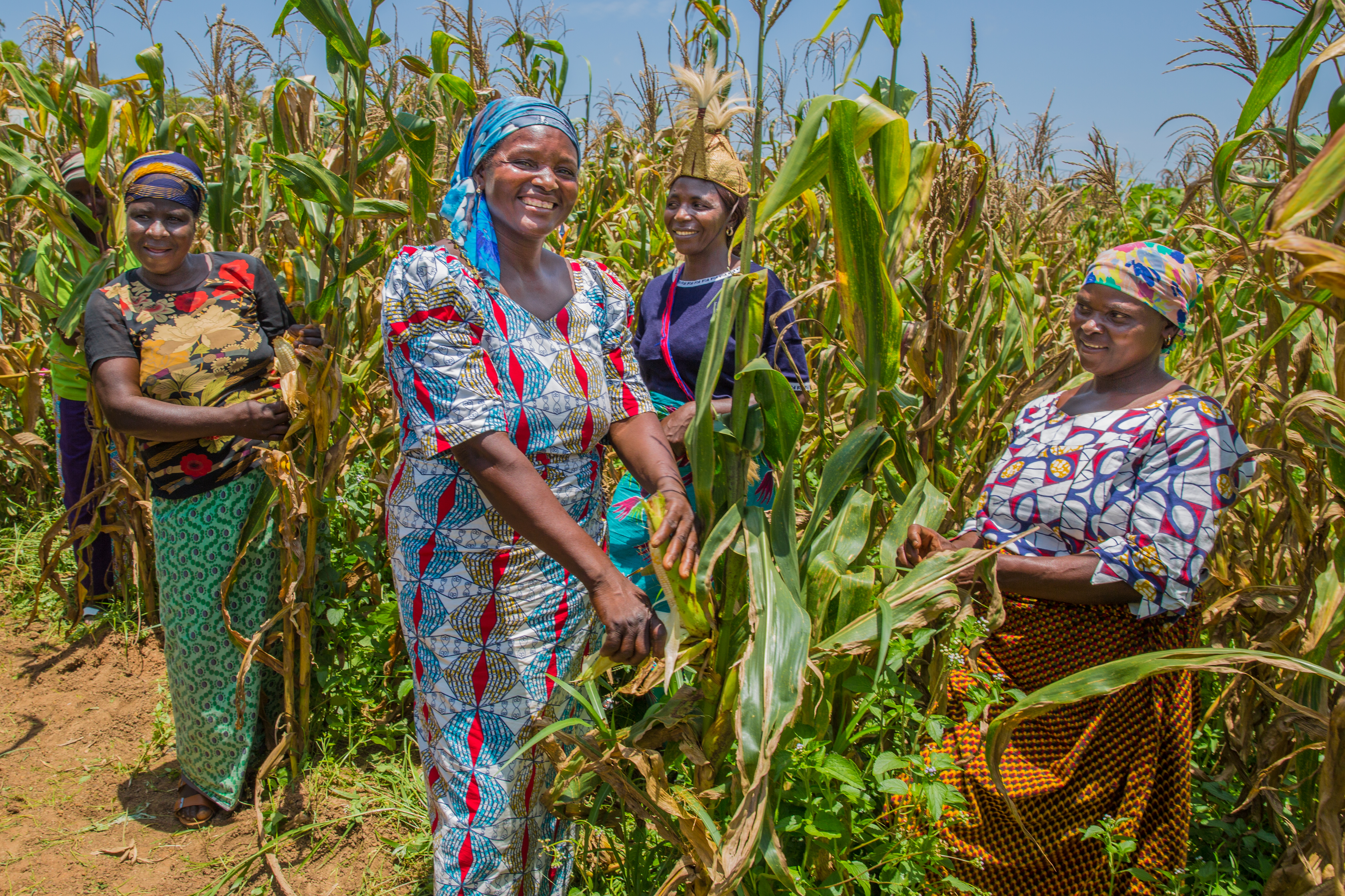 Programme participants on a demonstration farm in Nigeria, where they learn best practices for growing corn. Photo: Monilekan  