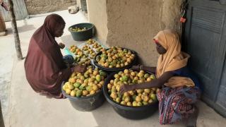 Ikilima and her eldest daughter sorting mangos ready for sale.