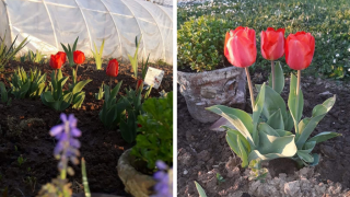 The tulips Amela planted in her garden still grow every year. 