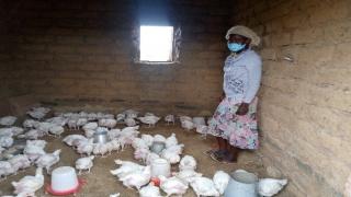 Josephine in her poultry house