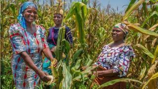 Programme participants at a demonstration farm in Nigeria. Photo: Monilekan