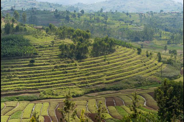 Landscape in Rwanda